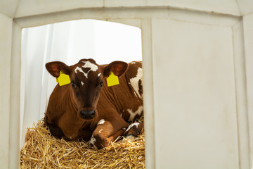 Young brown calf (heifer) in white calf-house diary farm.  Animal protection concept