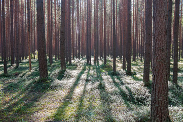 rays of the sun in a pine forest