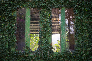 Home windows on green leaves wall.