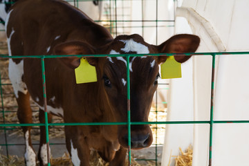 Young brown calf (heifer) in white calf-house diary farm.  Animal protection concept