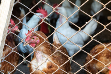 Brown and white hens behind blurry wire fence. Chicken farm.  Animal protection concept