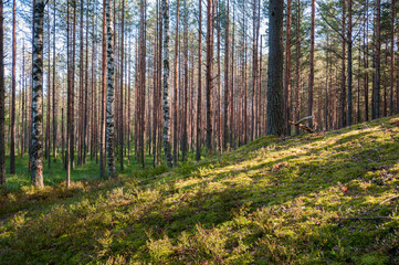 Fototapeta na wymiar rays of the sun in a pine forest