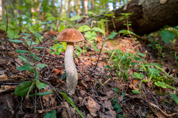 edible mushrooms in the autumn forest
