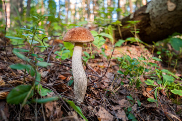 edible mushrooms in the autumn forest