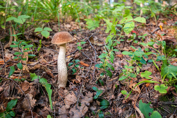 edible mushrooms in the autumn forest