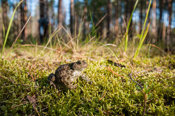 gray toad in the swamp on the moss