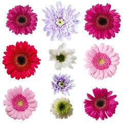 Fleurs vue de dessus sur fond blanc tracé inclu © Fox_Dsign