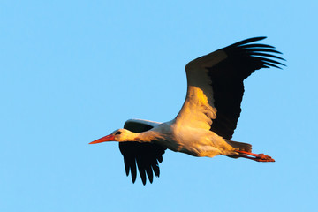 White Stork in flight at sunset . European Stork, Ciconia Ciconia.