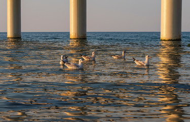 Five gulls swim in the sea near the pier