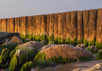 Algae-covered stones and breakwater in the sunset light