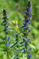 Echium vulgare wild flowering plant, group of blue flowers in bloom on one stem