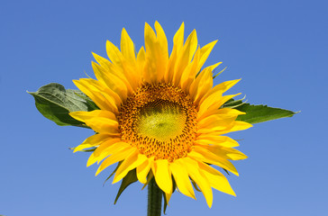 Sunflower morning