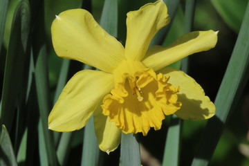 daffodil in garden