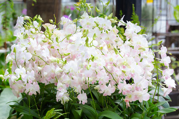 Pink dendrobium beauty blossom flower