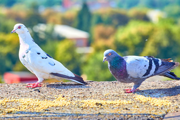 Pigeons close-up on a combined background
