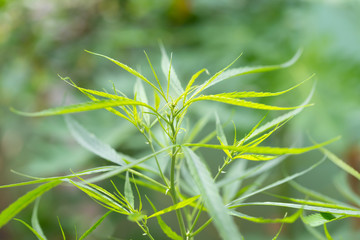 Obraz premium Green marijuana leafs in nature., herbal plant