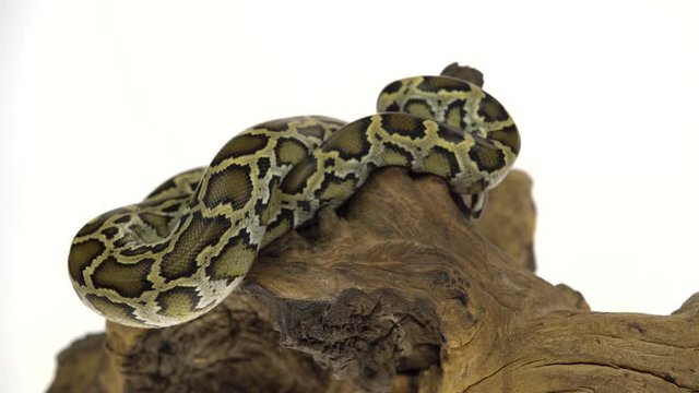 Granit Burmese Python or Python molurus bivittatus on wooden snag isolated in white background.