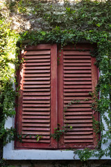 Old windows on bricks with green plants wall.