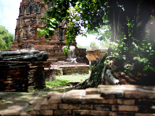 Fototapeta premium The ruin temple with tree in the Wat Mahathat is a Buddhist temple in Ayutthaya of central Thailand