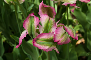 Tulip