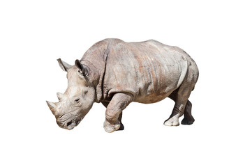 Obraz premium Rhinoceros,animal or wildlife concept.