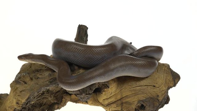 Patternless Columbian Rainbow Boa or Epicrates cenchria maurus on wooden snag in white background.