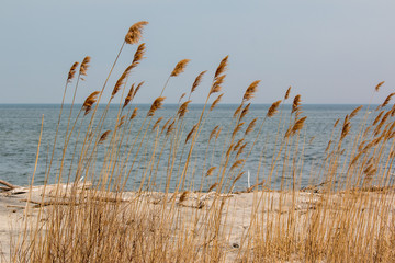 winter reeds along the chesapeake bay shoreline in southern maryland calvert county usa - obrazy, fototapety, plakaty
