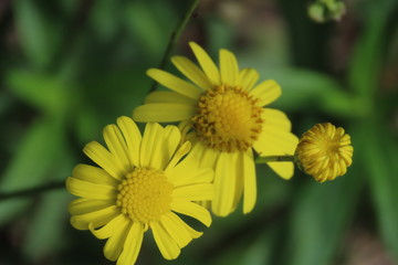bee on yellow flower