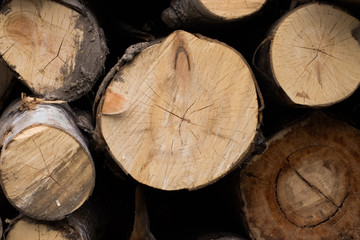 Naklejka premium tree trunk in the forest background