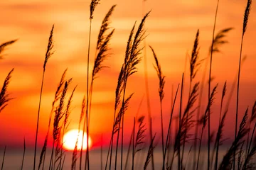 Muurstickers mooi chesapeake baai kleurrijk zonsopganglandschap in zuidelijk maryland calvert county usa © yvonne navalaney