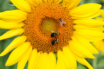 Close-up of three bees pollinating a sunflower