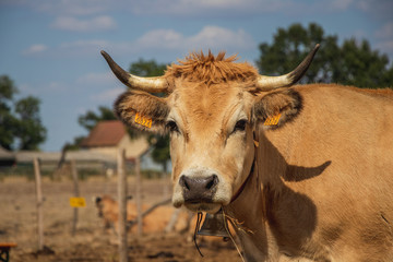 Vache laitière 