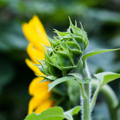 Sunflower bud close-up
