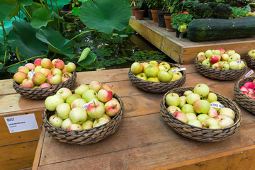Ripe apples