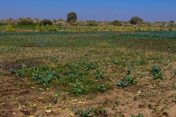 Fototapeta premium field in spring