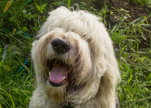 a portrait of an old english sheepdog puppy, selective focus