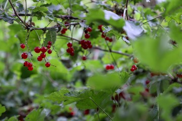 red currants on his tree
