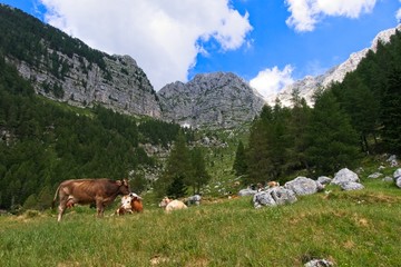 Fototapeta na wymiar Small herd of cows grazing on a mountain pasture.Alps Italy.