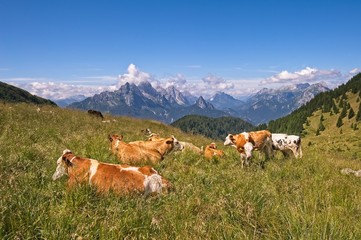 Fototapeta na wymiar Small herd of cows grazing on a mountain pasture.Alps Italy.
