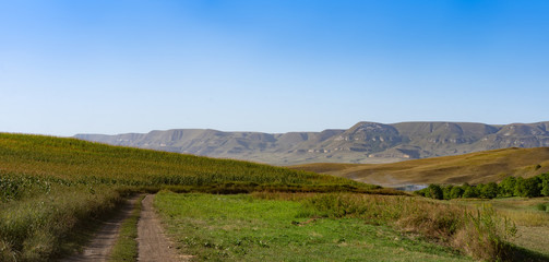 Corn field in the foothills