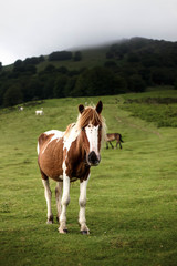 Cheval en montagne au Pays Basque dans les Pyrénées 