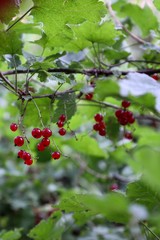 red currants on his tree
