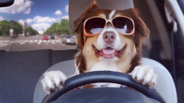 Dog driving a car in a beautiful day on an urban city road wearing funny sunglasses, wide shot