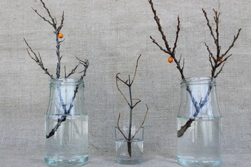 Autumn branches without leaves in glass jars