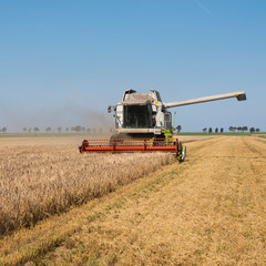 Fototapeta na wymiar combine harvester during barley harvest in the countryside of north groningen in the netherlands
