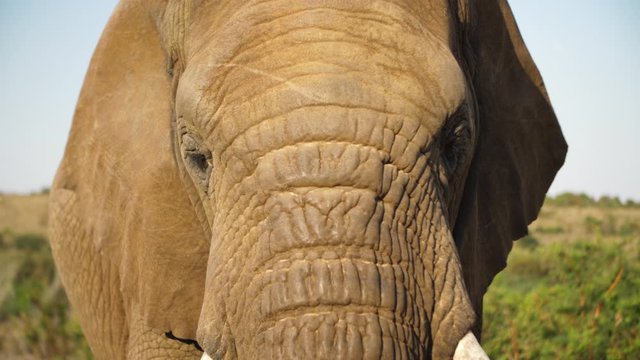 Extreme close up of an elephant's head, eyes, and ears flapping from a head on view.