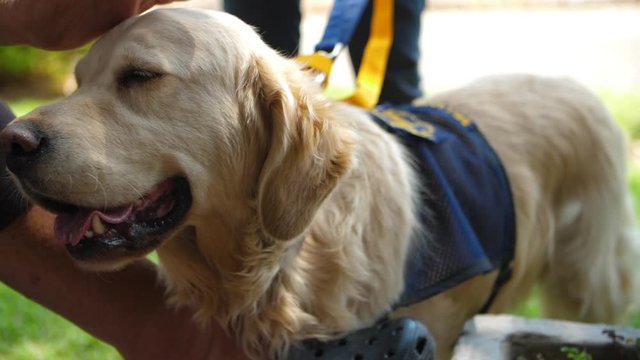 Close up of a light golden retriever guide dog with vest, being pat on the head in slow motion.