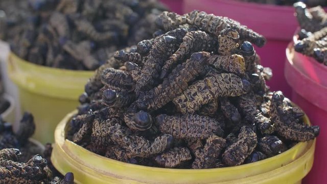 Close up shot of a yellow bucket full of edible African caterpillars.