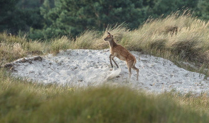 rotwild am meer