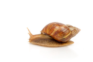 Side view of garden snail on white background
